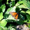 Zdjęcie z Australii - Motyl monarcha...