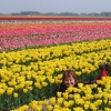 Zdjęcie z Holandii - Lisse - pola tulipanów.