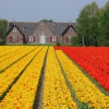 Holandia - najlepiej na wiosnę