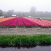 Zdjęcie z Holandii - Żniwa tulipanowe.