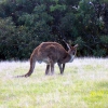 Zdjęcie z Australii - Wielki kangur rudy...