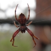 Zdjęcie z Australii - pająk około 3 cm
