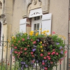 Zdjęcie z Francji - Kwiaty z Provins.