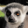 Zdjęcie z Francji - Lemur Demon.