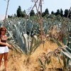 Zdjęcie z Tunezji - kaktusik dla mamusi...