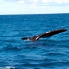 Zdjęcie z Australii - Kita wieloryba widziana..