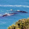 Zdjęcie z Australii - Wieloryby, prawdopodobnie