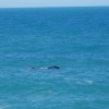 Zdjęcie z Australii - Wieloryb - z lewej glowa