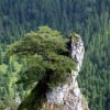 Zdjęcie ze Słowacji - Vratna - bonsai.
