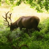 Zdjęcie ze Stanów Zjednoczonych - Coastal Trail - elk.