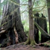 Zdjęcie ze Stanów Zjednoczonych - Redwoods NP.