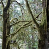 Zdjęcie ze Stanów Zjednoczonych - LBJ Grove w Redwoods.