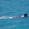 Zdjęcie z Australii - Para wielorybow