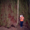 Zdjęcie ze Stanów Zjednoczonych - Boy Scout Tree.