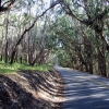 Zdjęcie ze Stanów Zjednoczonych - Aleja Eukaliptusów...