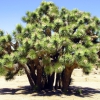 Zdjęcie ze Stanów Zjednoczonych - Portret Yoshua tree.