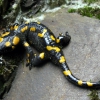 Zdjęcie z Polski - Salamandra plamista.