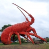 Zdjęcie z Australii - Wielki homar (lobster)...