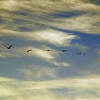 Zdjęcie z Australii - Klucz pelikanow