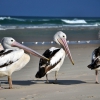 Zdjęcie z Australii - Pelikany przy ujsciu...