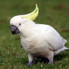 Zdjęcie z Australii - Biala cockatoo