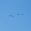 Zdjęcie z Australii - Para pelikanow w locie