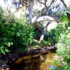 Zdjęcie z Australii - Rzeka Field River ...