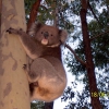 Zdjęcie z Australii - Sympatyczny koala...