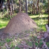 Zdjęcie z Australii - Wielka termitiera
