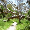 Zdjęcie z Australii - Stary eukaliptus probuje