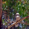 Zdjęcie z Australii - Kookaburra - ptak...