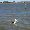Zdjęcie z Australii - Trzy pelikany demonstruja
