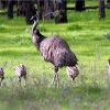 Zdjęcie z Australii - Strusie emu...