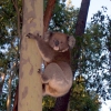 Zdjęcie z Australii - Koala w Kuipto Forest