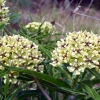 Zdjęcie ze Stanów Zjednoczonych - Colorado Bend - flora