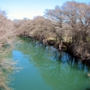 Zdjęcie ze Stanów Zjednoczonych - Medina River...