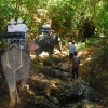 Zdjęcie z Tajlandii - Wyprawa na sloniach...
