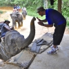 Zdjęcie z Tajlandii - Przywitanie ze sloniem