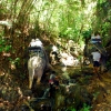 Zdjęcie z Tajlandii - Sloniowa wspinaczka