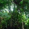 Zdjęcie z Tajlandii - Tropikalny las deszczowy