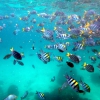 Zdjęcie z Tajlandii - Mieszkancy rafy koralowej