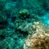 Zdjęcie z Tajlandii - Rafa koralowa na Raya