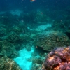 Zdjęcie z Tajlandii - Rafa koralowa 
