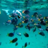 Zdjęcie z Tajlandii - Plywanie z rybkami