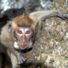 Zdjęcie z Tajlandii - Jeden z makakow zyjacych
