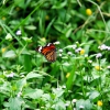 Zdjęcie z Tajlandii - Motylek