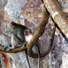 Zdjęcie z Tajlandii - Mlody makak...