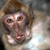 Zdjęcie z Tajlandii - Sympatyczny makak.
