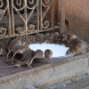 Zdjęcie z Indii - świątynia szczurów
