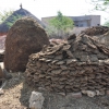 Zdjęcie z Indii - indyjska biomasa:)